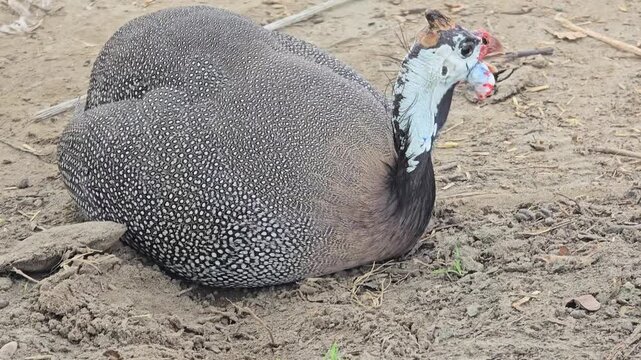 Helmeted guinea fowl resting on dry ground, spotted grey poultry bird in farm environment, domestic guinea hen with white and red facial skin