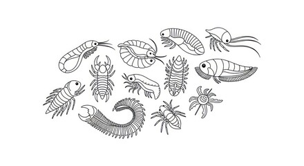 Fototapeta premium Trilobite fossil illustrations set.
