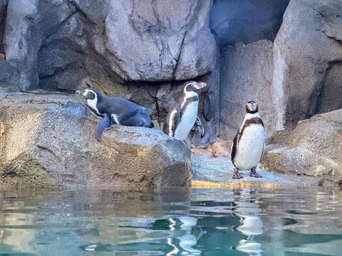 Humboldt penguins on rocky habitat at Calgary Zoo