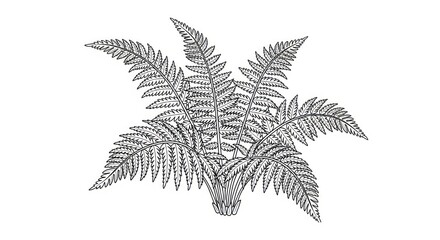 Detailed illustration of a fern plant. © Slowme