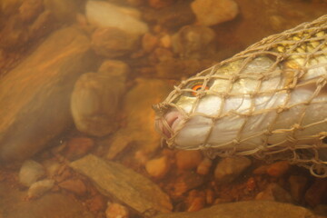 close up of a live freshwater fish trapped in a woven mesh net submerged in murky river water over a stony bed © nitesh