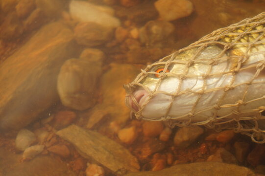 close up of a live freshwater fish trapped in a woven mesh net submerged in murky river water over a stony bed