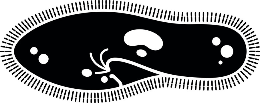 Paramecium caudatum vector icon, unicellular organism diagram, biology education graphic