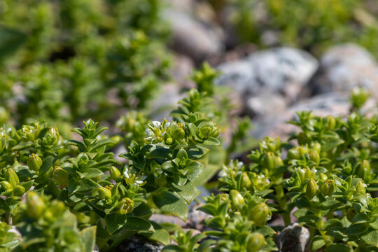 Sea sandwort Honckenya peploides plants carpet growing on rocky beach macro shot