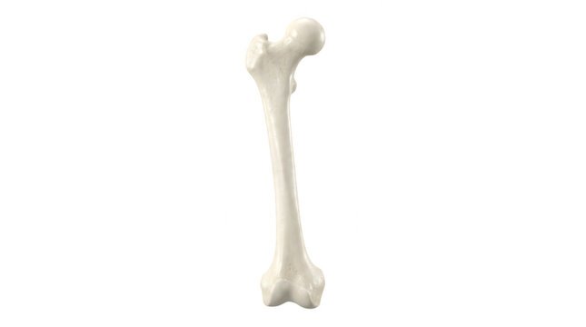 Human femur bone medical illustration for anatomical studies and orthopedic insights.