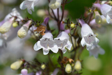 Naklejka premium Foxglove beardtongue flowers - Latin name - Penstemon digitalis Husker Red