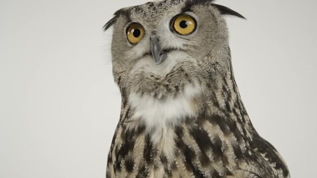 Close up motion of eurasian eagle owl turning head with large round orange eyes and ear tufts on white background.