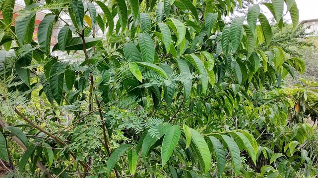Fresh Green Leaves of Annona Tree Outdoors