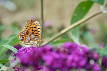 Kleiner Perlmuttfalter ( Issoria lathonia ). © Michael