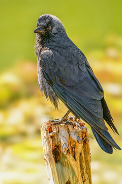 Kawka (zwyczajna) (Corvus monedula) po kąpieli w jeziorze.
