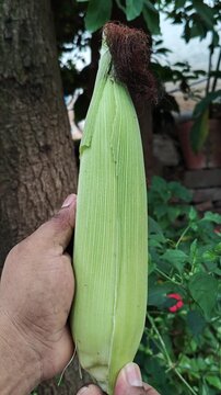 Close Up of Fresh Green Corn Cob Held in Hand