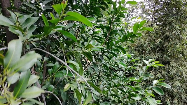 Tilt Up Camera Shot of Black Sapote Tree Canopy
