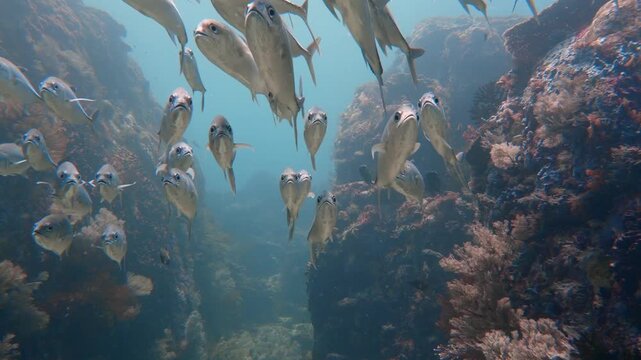Massive school of trevally fish swimming against strong current at Shotgun dive site, Komodo National Park, Indonesia