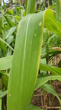 Camera Pan Across Cornfield Showing Growing Corn Cobs