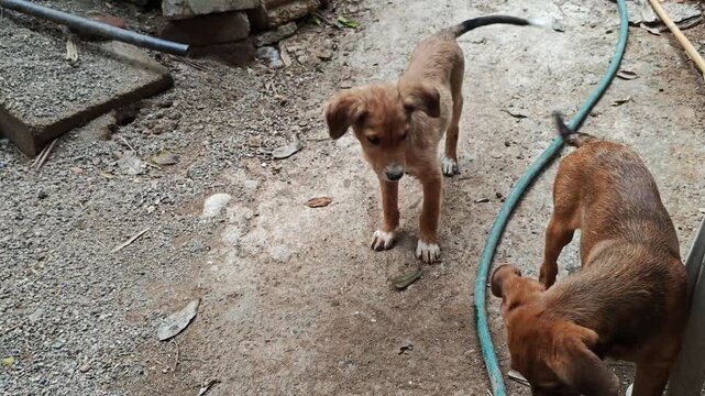 Two Cute Puppies Wagging Tails Outdoors