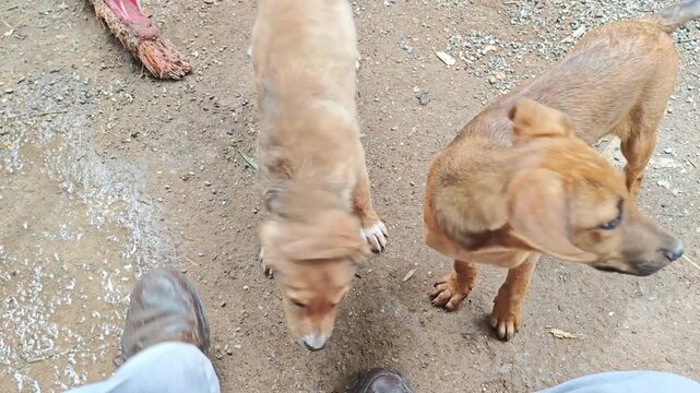 Young Man Gently Petting Two Small Puppies with Feet