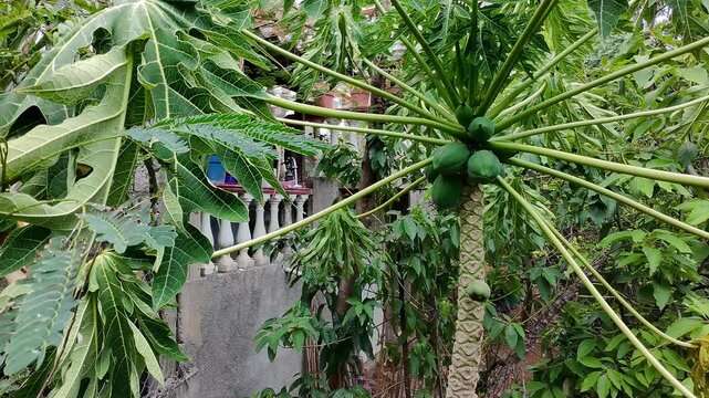 Papaya Tree Branch with Unripe Green Growing Papaya Fruits