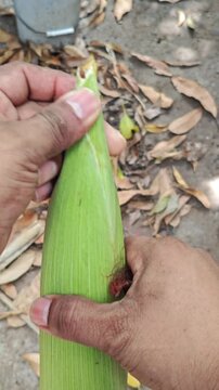 Hands Removing Silk Strands from Fresh Green Corn Cob