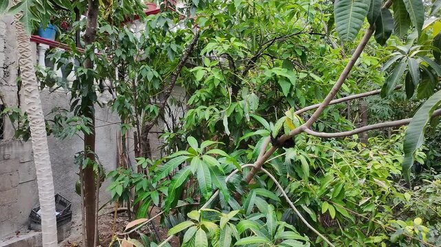 Inspecting Mango Tree Leaves and Canopy with Drone Technology