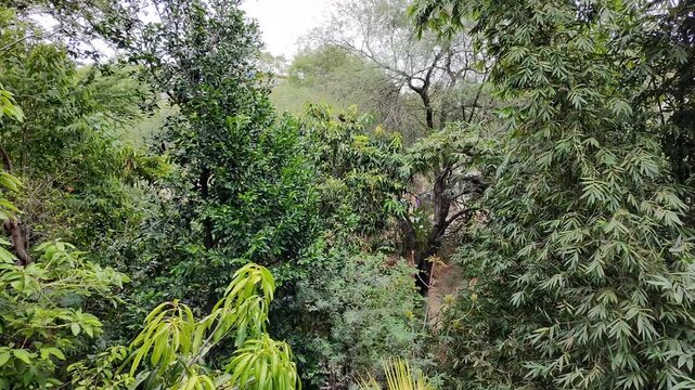 Zoom Out View of Mesquite Tree, Black Sapote, and Bamboo Stalks