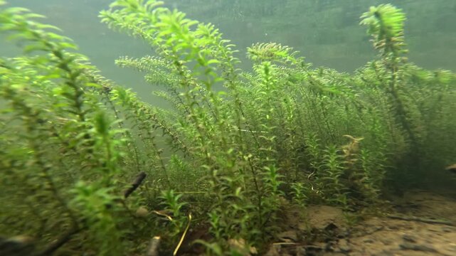 Close-Up of Elodea Canadensis: Invasive Waterweed in Swedish Rivers
