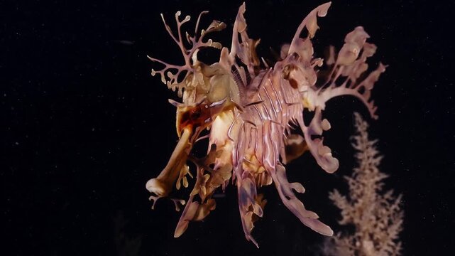 Leafy seadragon floating gracefully in dark deep ocean water macro shot.