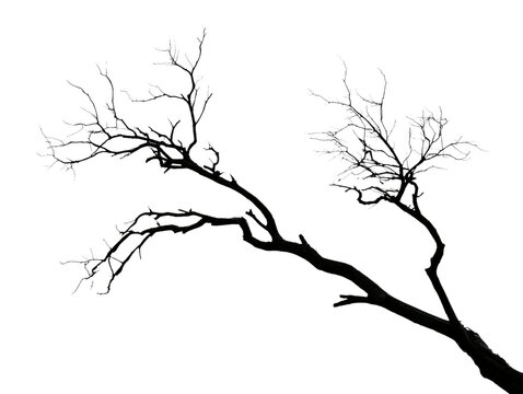Bare tree branch silhouette dark organic form creates stark natural frame against transparent background