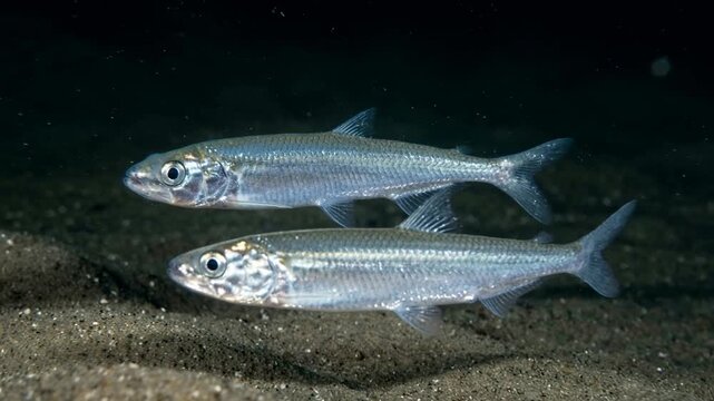 two grunion fish underwater close up at night light in california coast video