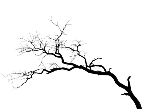 Bare tree branch silhouette isolated black botanical twig, leafless form creating stark natural shape transparent background