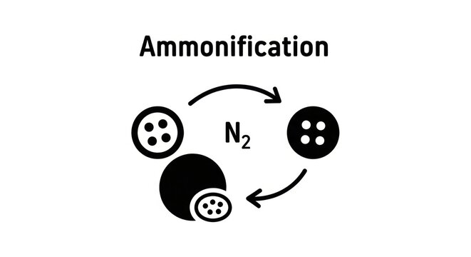 Ammonification process diagram.