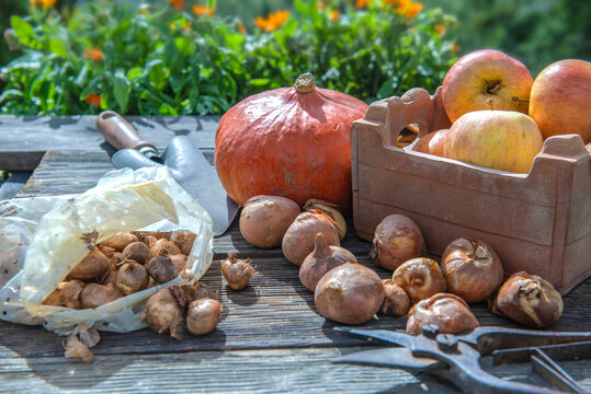tulip bulbs and crocus on a plank  with gardening equipment and  squash and apples in a garden