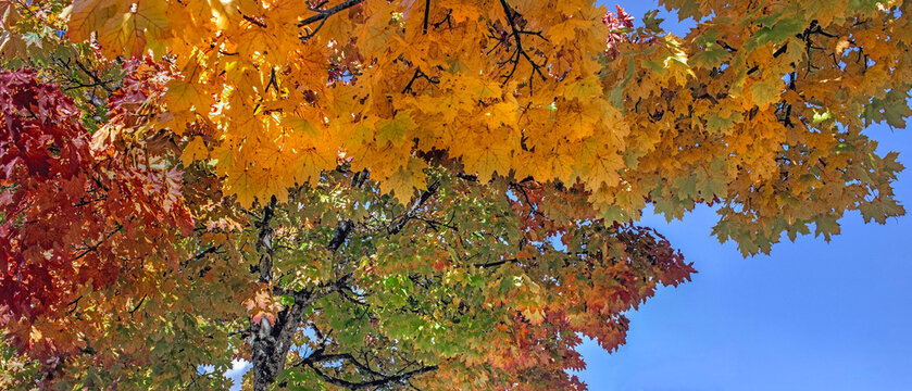 beautiful vibrant yellow and orange maple tree with leaves illuminated by sunlight with mountain background