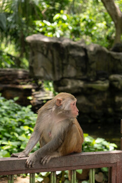 Single macaque monkey perched on rusty railing in tropical garden, turned sideways in profile with calm alert posture, one hand gripping metal bar, fur and tail against leafy background