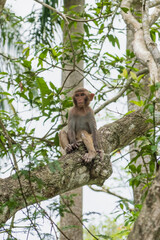Obraz premium Small macaque perched on angled branch in leafy tropical woodland, facing forward with paws resting on bark and bright foliage framing animal against pale sky, amid leaves and twigs