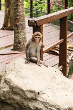 A young macaque sitting on a rock near a wooden deck, looking at the camera with a curious and confused expression, representing a lifestyle metaphor of feeling lost or wondering about life