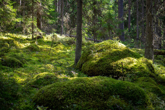 Sunlit Moss Mounds on Forest Floor in Finland