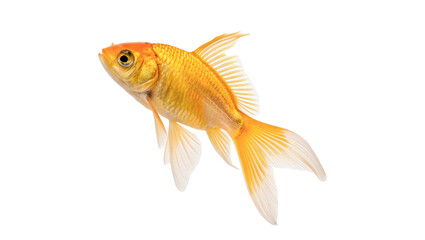 Small golden goldfish swimming fancy tail fins isolated on transparent background © RRose