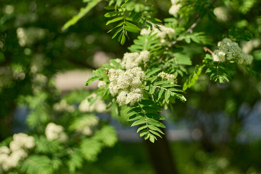 Detailed close up of fresh white flower clusters of a blooming rowan tree or mountain ash branch with green leaves