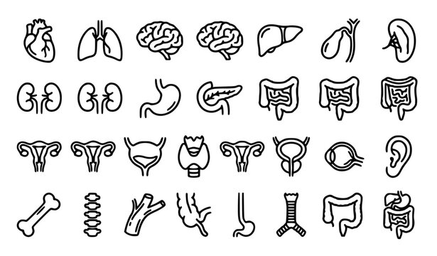 Human internal organs medical outline editable stroke vector icon set