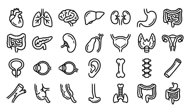 Human internal organs medical outline editable stroke vector icon set