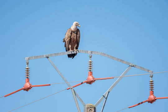 Gyps fulvus. Griffon Vulture perched on a high-voltage power line. Arribes del Duero Natural Park, Castile and Le&oacute;n, Spain.