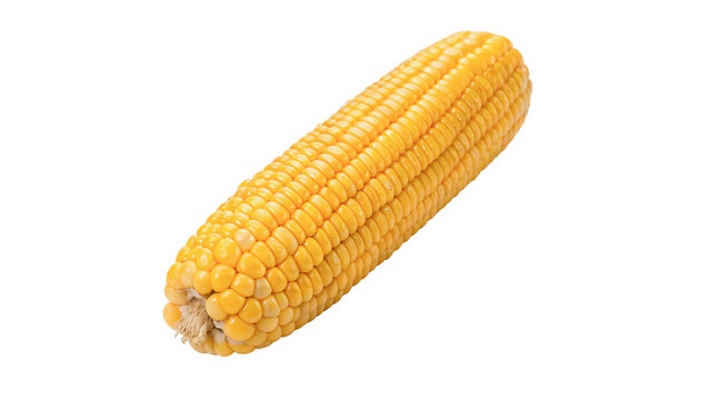 Fresh ripe yellow sweet corn cob isolated on transparent background