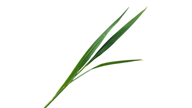 Few long sharp green grass blades stems isolated on transparent background