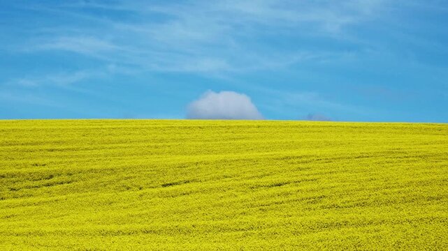 A dramatic bright yellow field of canola with a single white cloud and a baby blue sky