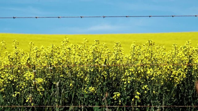 Detailed shot of vivid yellow canola flowers on a field, a barbed wire fence with and a baby blue sky