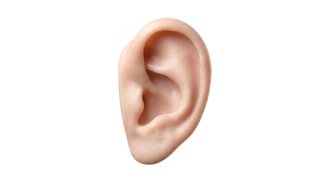 Human ear anatomical model for medical research hearing science and auditory health studies.