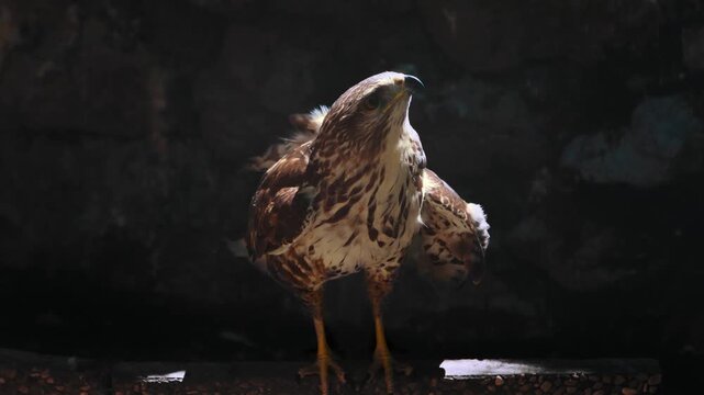 Injured common buzzard attempting to fly by spreading wings inside stone enclosure. Bird of prey close up