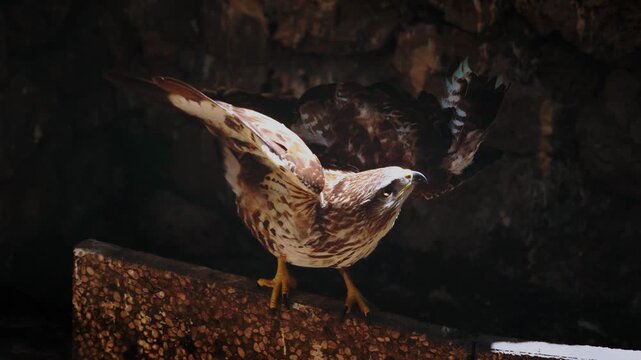 Injured common buzzard stretching and flapping wings inside shelter cage. Bird of prey slow motion