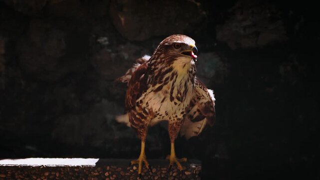 Injured common buzzard looking directly at camera with open beak inside cage. Bird of prey close up.