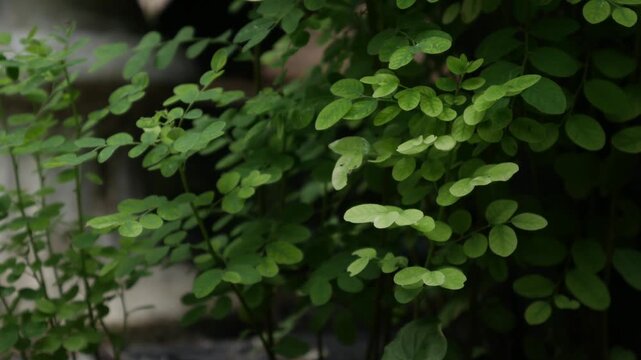 Small Green Leaflets on Bushy Shrub Branch, Fresh Tropical Garden Foliage Close-Up
